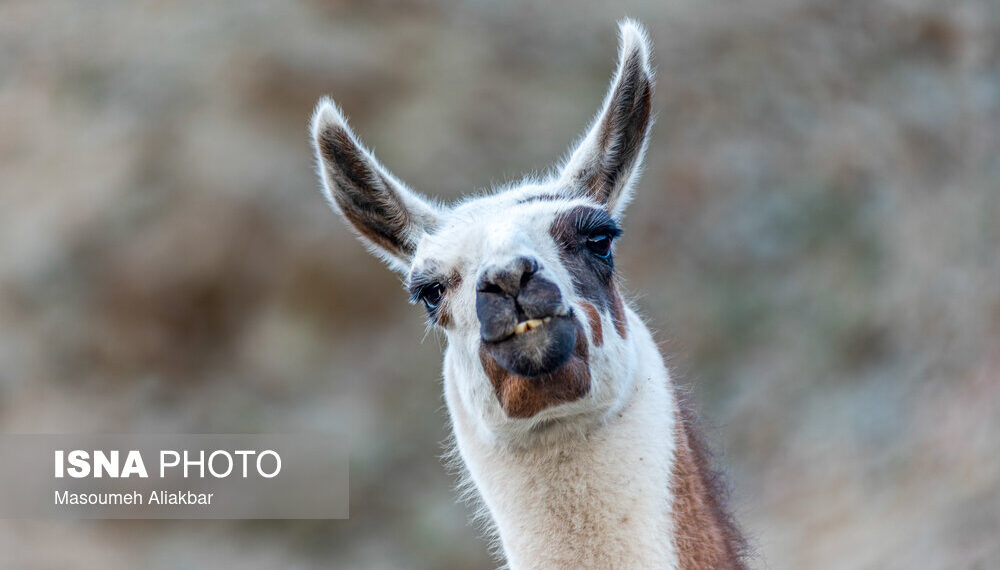 پارک محیط ‌بان کرج